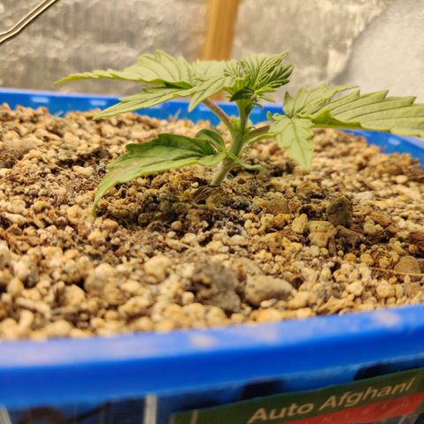 Auto Afghani growlog timeline photo