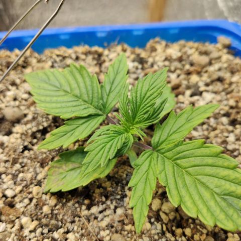 Auto Afghani growlog timeline photo