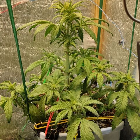 Auto Blueberry growlog timeline photo