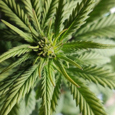 Auto Blueberry growlog timeline photo