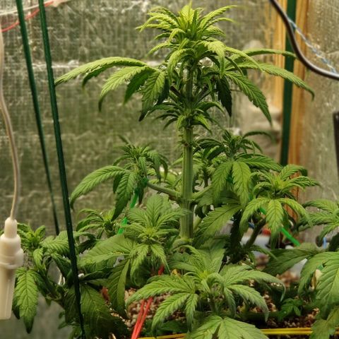 Auto Blueberry growlog timeline photo