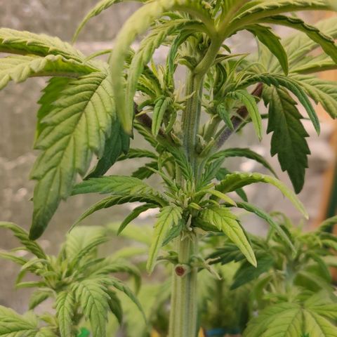 Auto Blueberry growlog timeline photo