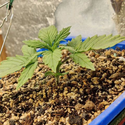 Auto Afghani growlog timeline photo