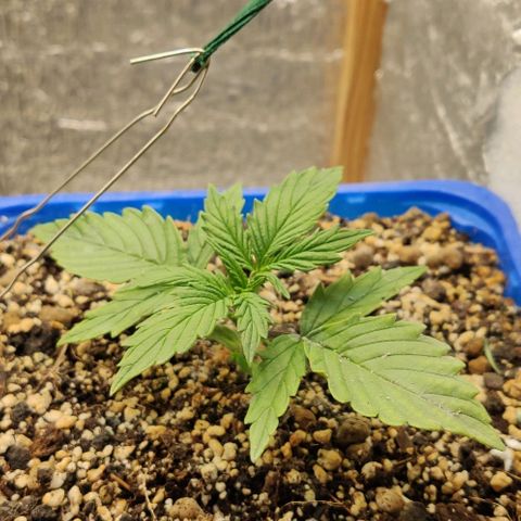 Auto Afghani growlog timeline photo
