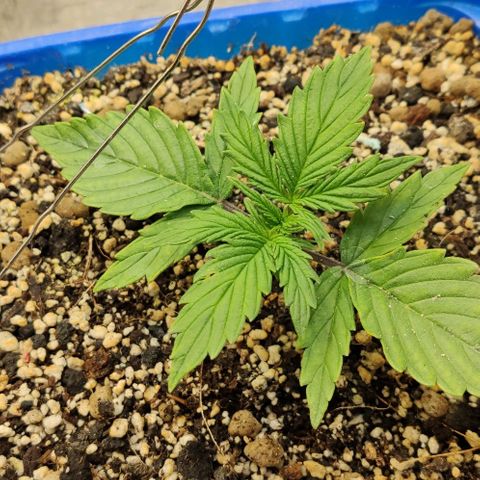 Auto Afghani growlog timeline photo