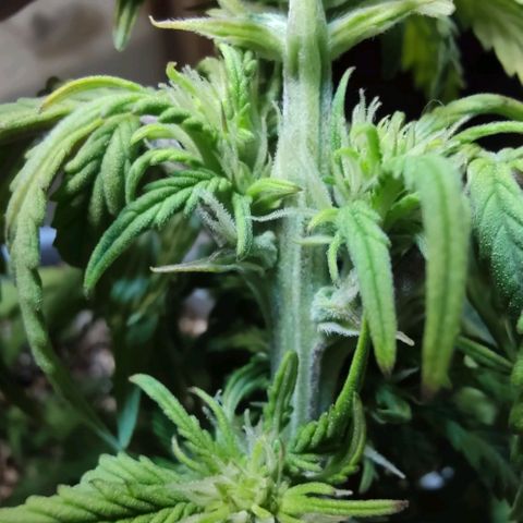 Auto Blueberry growlog timeline photo