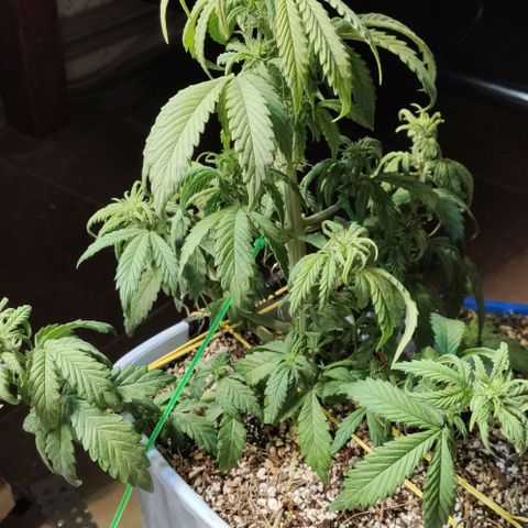 Auto Blueberry growlog timeline photo