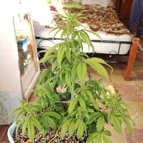 Auto Blueberry growlog timeline photo