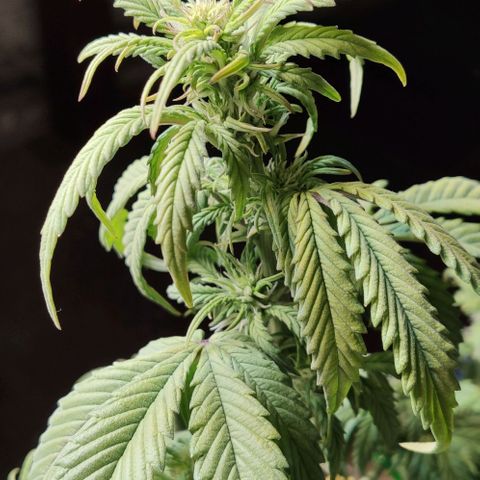 Auto Blueberry growlog timeline photo