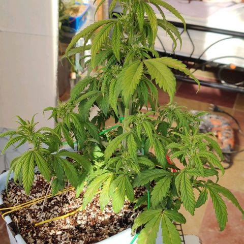 Auto Blueberry growlog timeline photo
