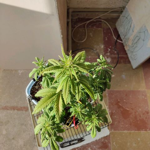 Auto Blueberry growlog timeline photo
