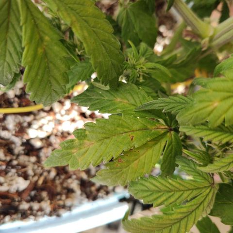 Auto Blueberry growlog timeline photo