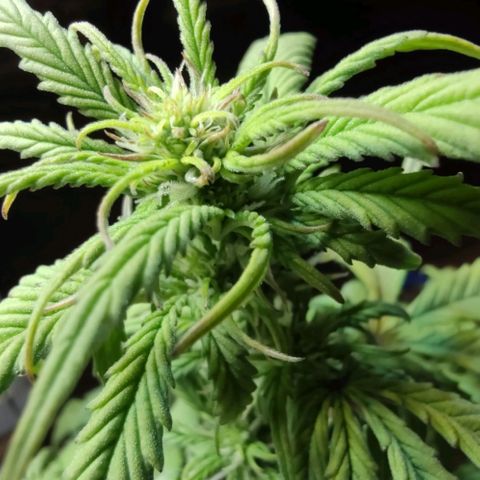 Auto Blueberry growlog timeline photo