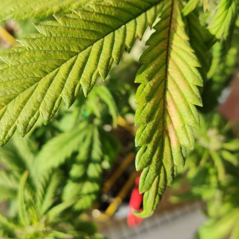 Auto Blueberry growlog timeline photo