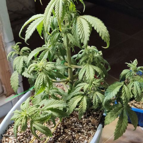 Auto Blueberry growlog timeline photo