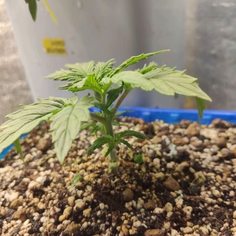 Auto Afghani growlog timeline photo