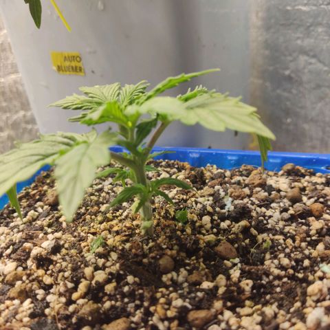 Auto Afghani growlog timeline photo
