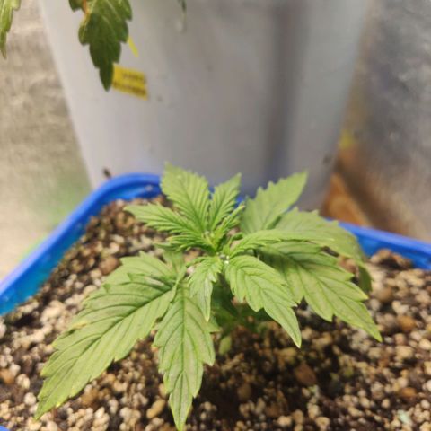 Auto Afghani growlog timeline photo