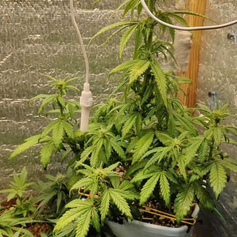 Auto Blueberry growlog timeline photo