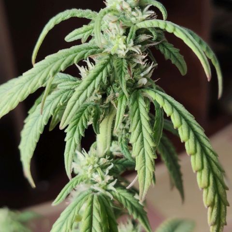 Auto Blueberry growlog timeline photo