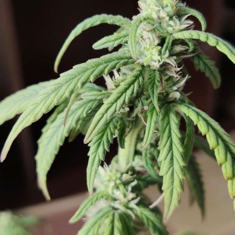 Auto Blueberry growlog timeline photo