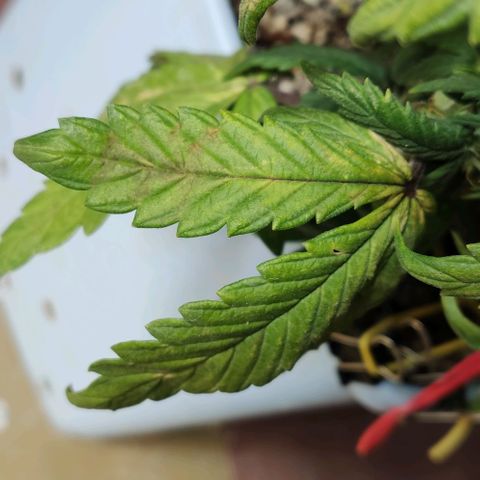 Auto Blueberry growlog timeline photo
