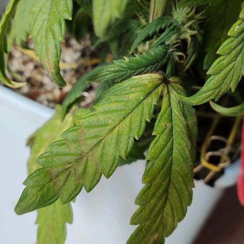 Auto Blueberry growlog timeline photo