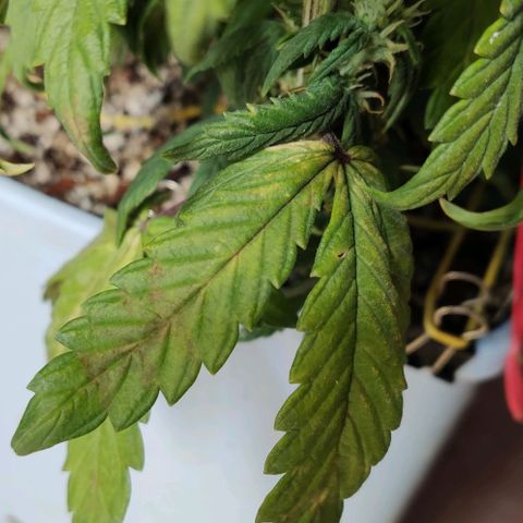 Auto Blueberry growlog timeline photo