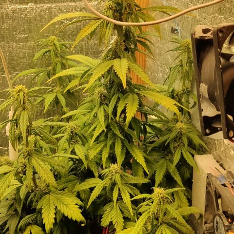 Auto Blueberry growlog timeline photo