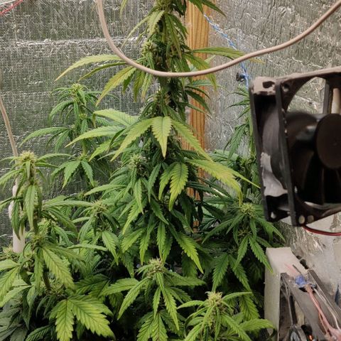 Auto Blueberry growlog timeline photo