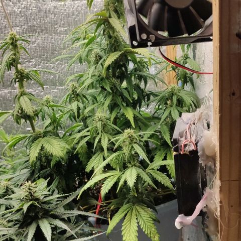 Auto Blueberry growlog timeline photo