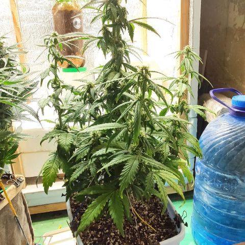 Auto Blueberry growlog timeline photo