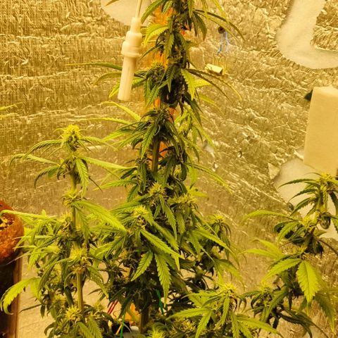 Auto Blueberry growlog timeline photo