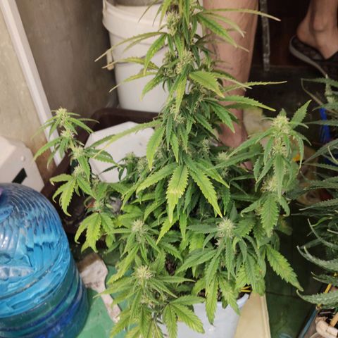 Auto Blueberry growlog timeline photo
