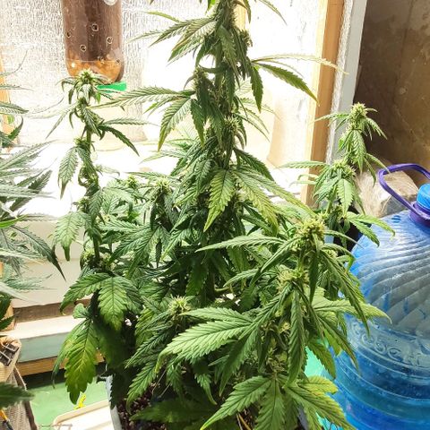 Auto Blueberry growlog timeline photo