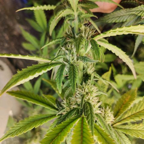 Auto Blueberry growlog timeline photo
