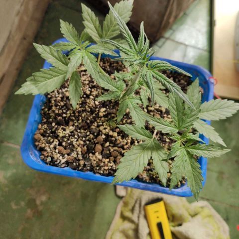 Auto Afghani growlog timeline photo