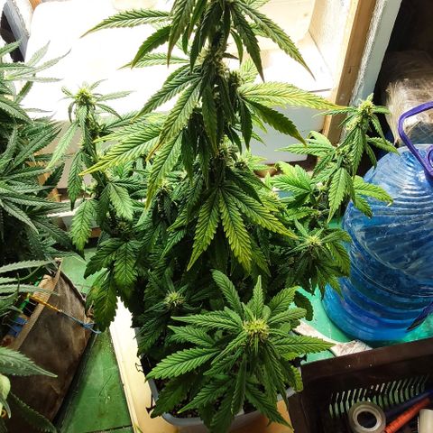 Auto Blueberry growlog timeline photo