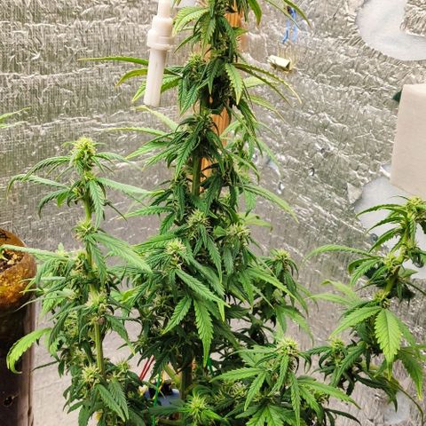 Auto Blueberry growlog timeline photo