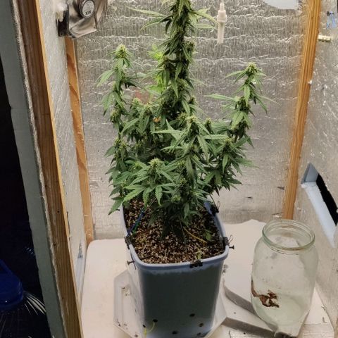 Auto Blueberry growlog timeline photo
