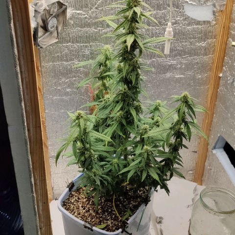 Auto Blueberry growlog timeline photo