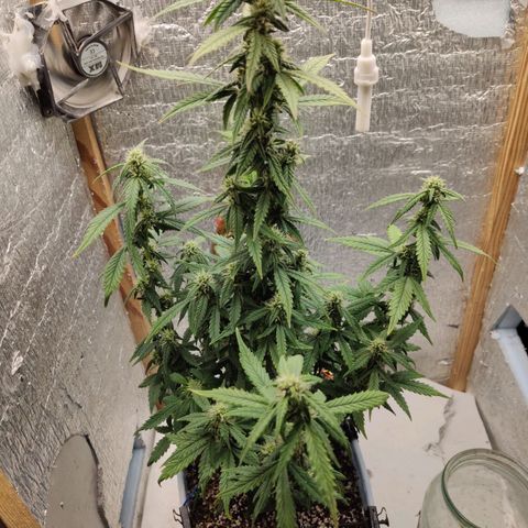 Auto Blueberry growlog timeline photo