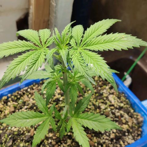 Auto Afghani growlog timeline photo