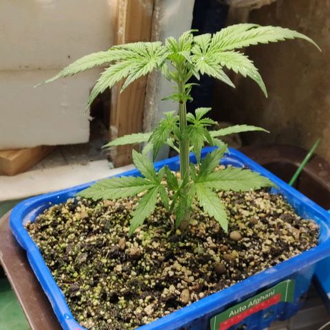 Auto Afghani growlog timeline photo