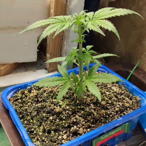 Auto Afghani growlog timeline photo
