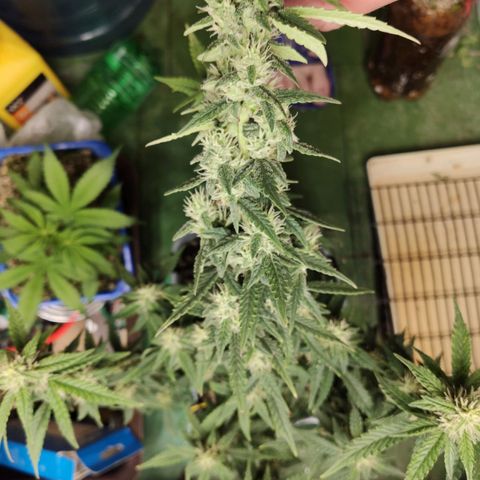 Auto Blueberry growlog timeline photo