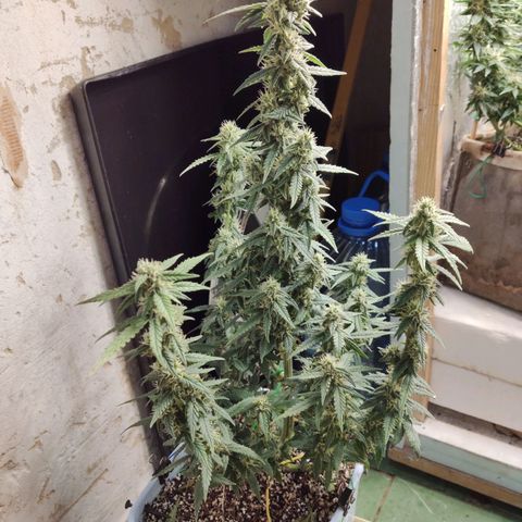 Auto Blueberry growlog timeline photo