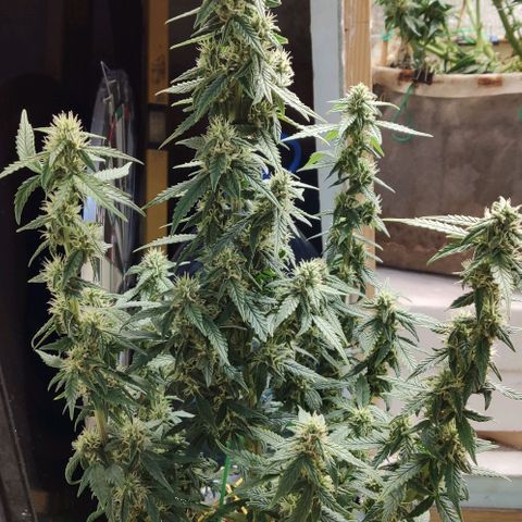 Auto Blueberry growlog timeline photo