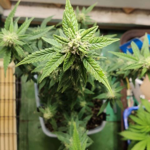 Auto Blueberry growlog timeline photo