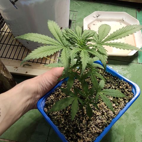 Auto Afghani growlog timeline photo